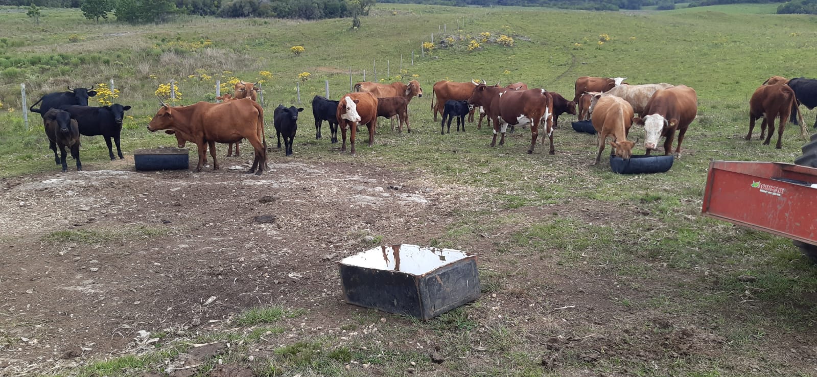 Onze cabeças de gado foram furtadas nos Dallagno, em Criúva