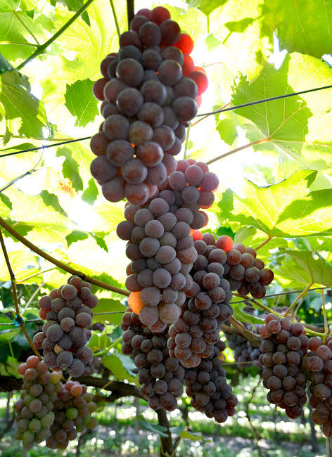Inscrições para o Concurso de Uvas da Festa da Uva 2022 vão até o dia 15 de janeiro