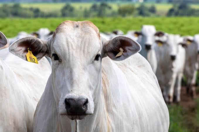 Após caso de vaca louca no Pará, vendas de carne bovina à China são suspensas