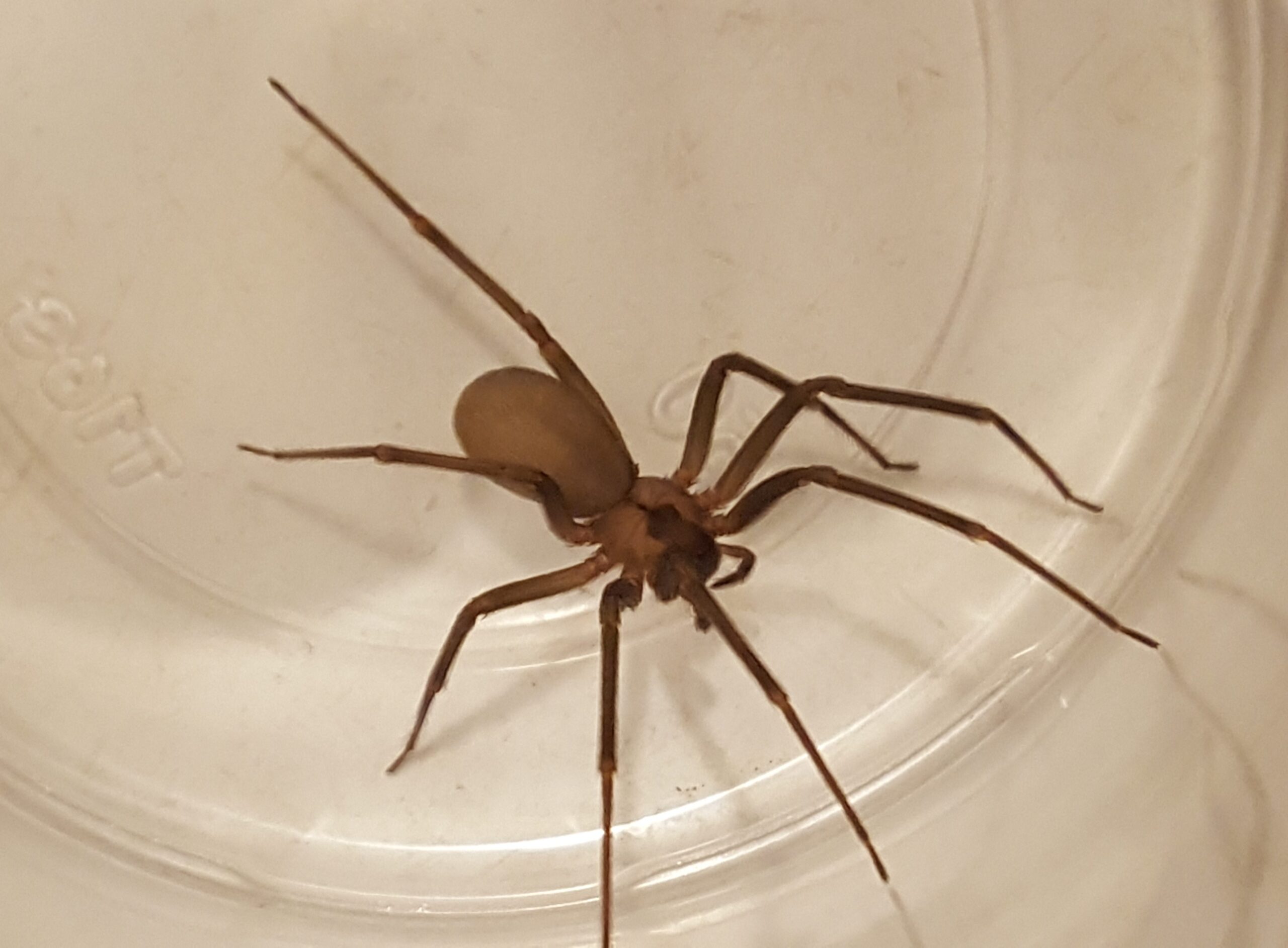 Aranhas representam 75% dos 33 acidentes com animais peçonhentos em São Marcos em 2024
