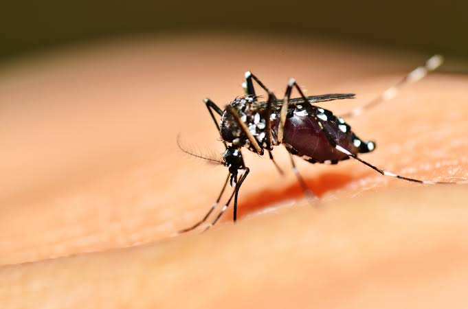 Com mais três óbitos confirmados, RS registra 31 mortes por dengue em 2023
