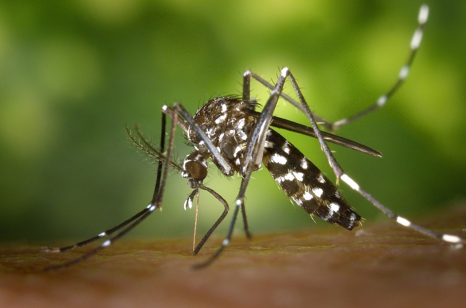 Em tempos de coronavírus, não esqueça do Aedes