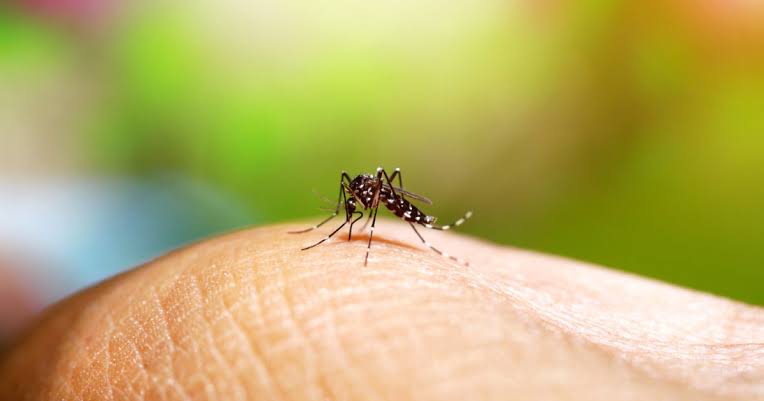 Rio Grande do Sul confirma a 44ª morte por dengue