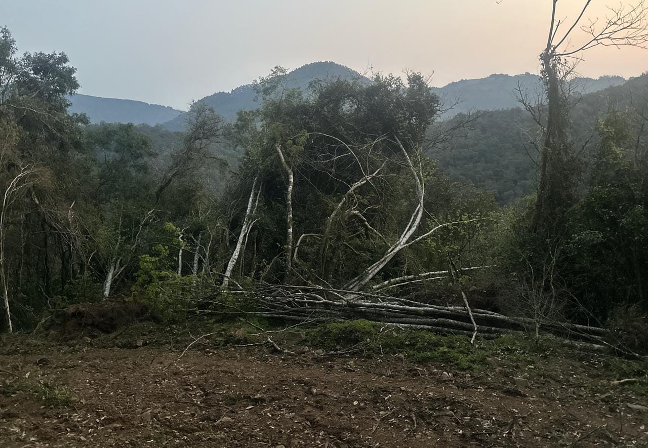 Patram constata crime ambiental em propriedade de Campestre da Serra