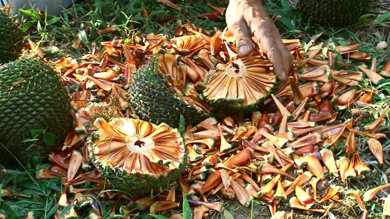 Safra do pinhão será menor na Serra