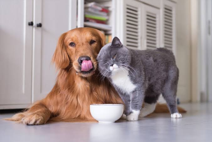 Você sabe escolher o alimento correto para o seu Pet?