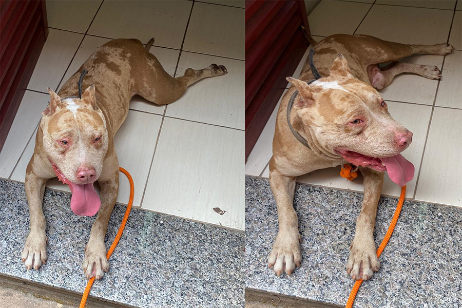 Bombeiros resgataram pitbull perdido no bairro Francisco Doncatto