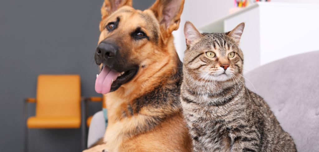 São Marcos abre novas vagas para castração gratuita de cães e gatos