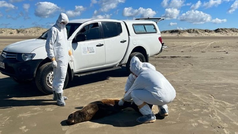 Gripe aviária demanda cuidados para quem se dirige ao litoral
