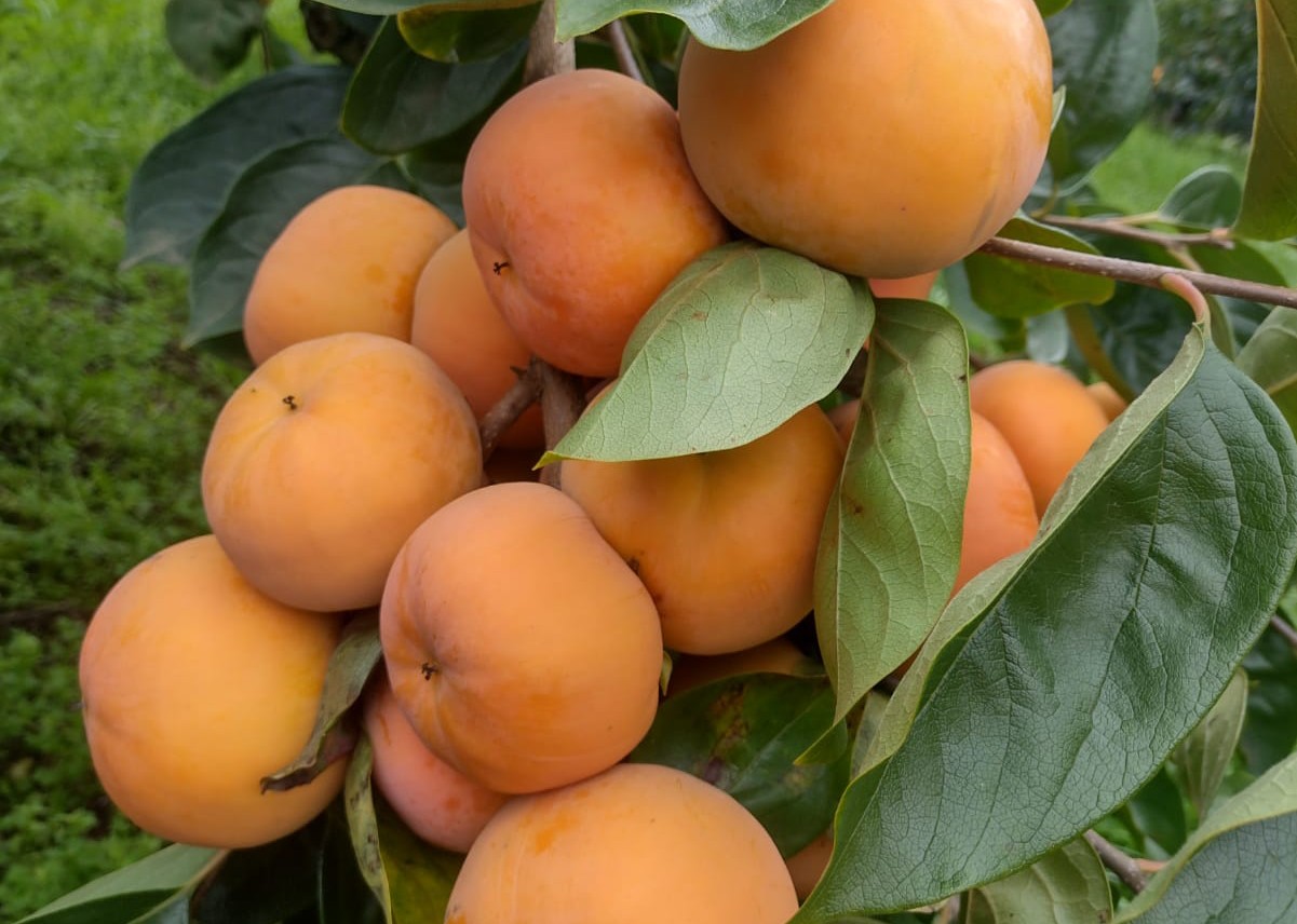 Produtores de caqui de Campestre criam associações para garantir a sustentabilidade do negócio