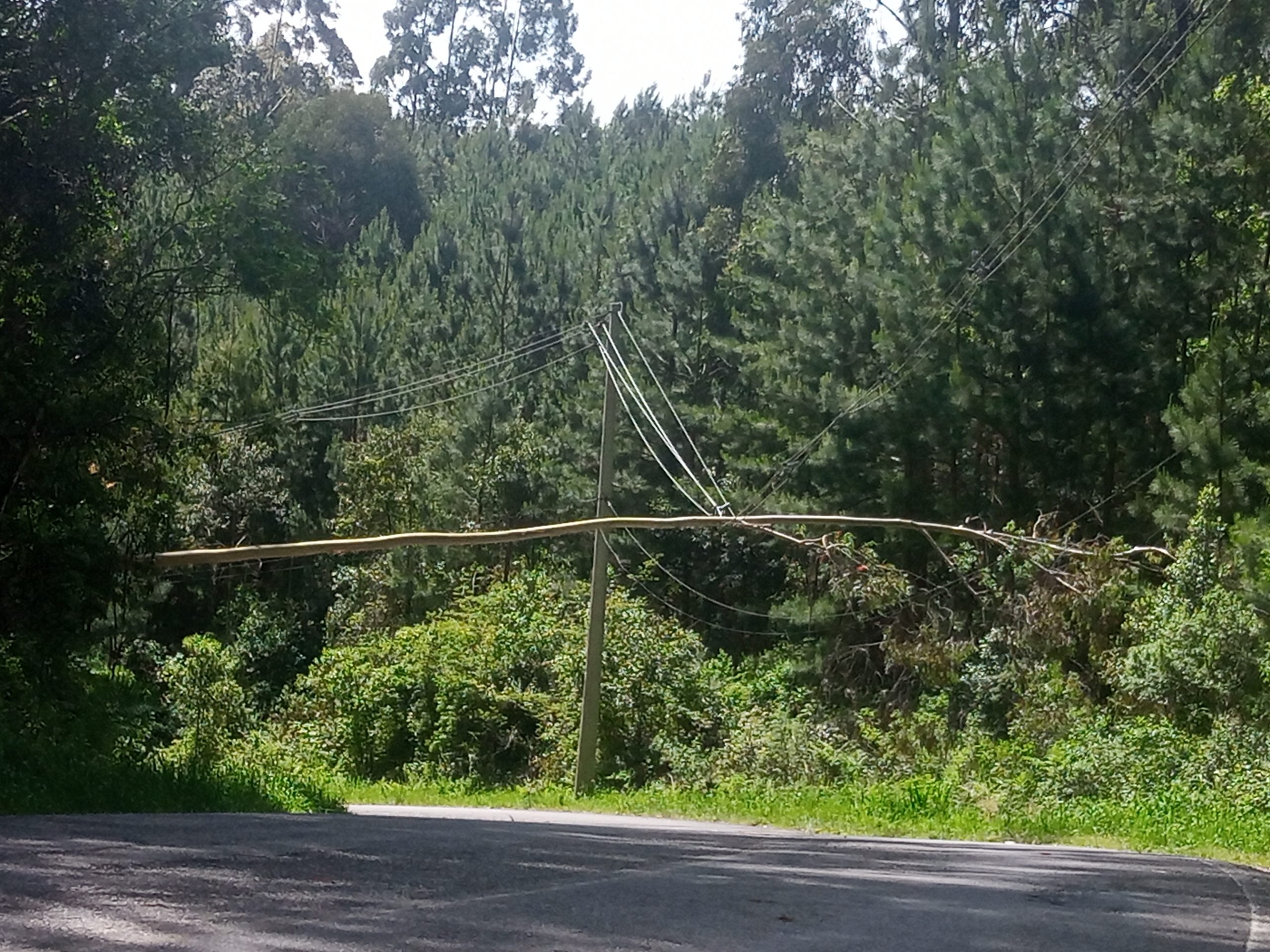 Árvore está caída sobre fios de alta tensão na VRS 315