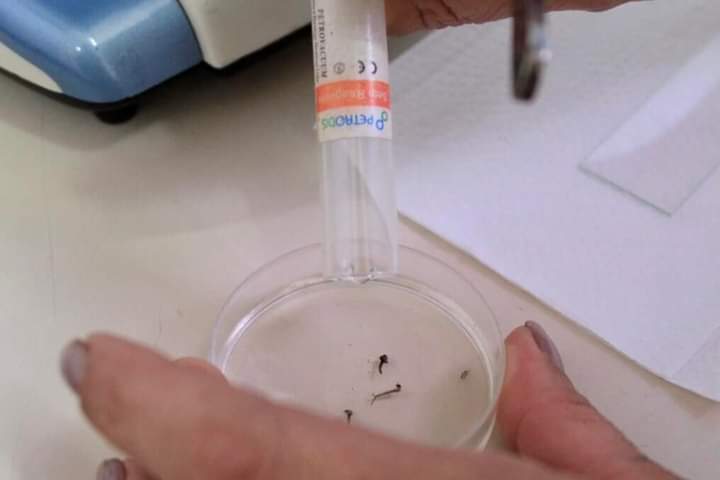 São Marcos tem o primeiro caso de dengue confirmado