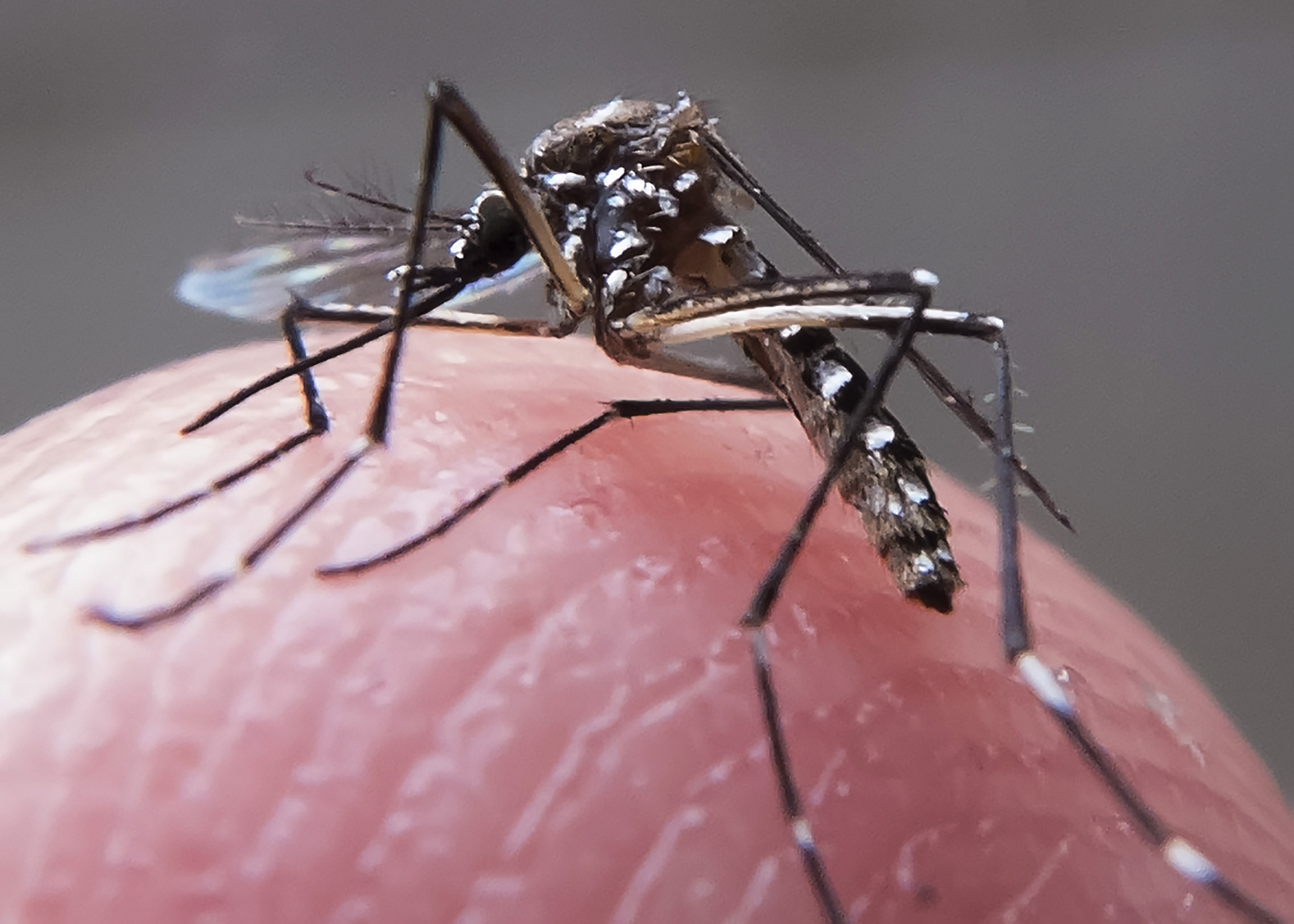 São Marcos tem quatro bairros com alto índice de infestação de Aedes aegypti