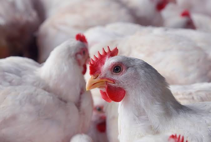 Frango produzido no Rio Grande do Sul ganha campanha de valorização