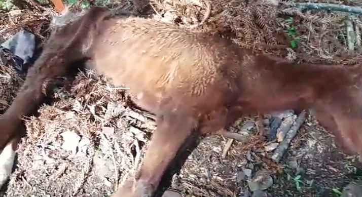 Equino foi sacrificado após proprietário ser notificado pela prefeitura em São Marcos