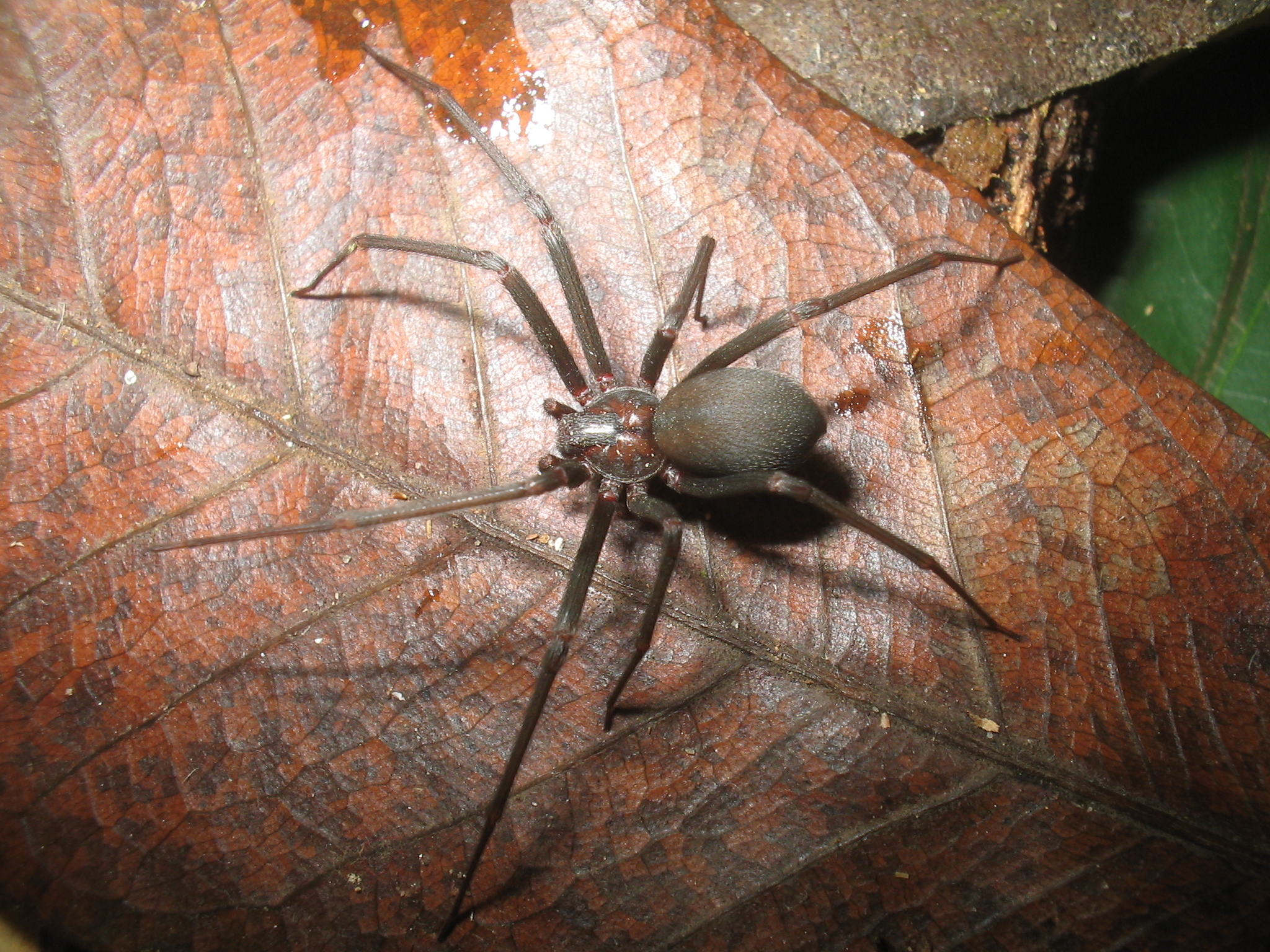 Você sabia que mais de 57% dos acidentes com aranhas acontecem na região sul do Brasil?