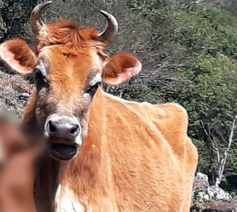 Família da Rosita teve animal furtado na última semana