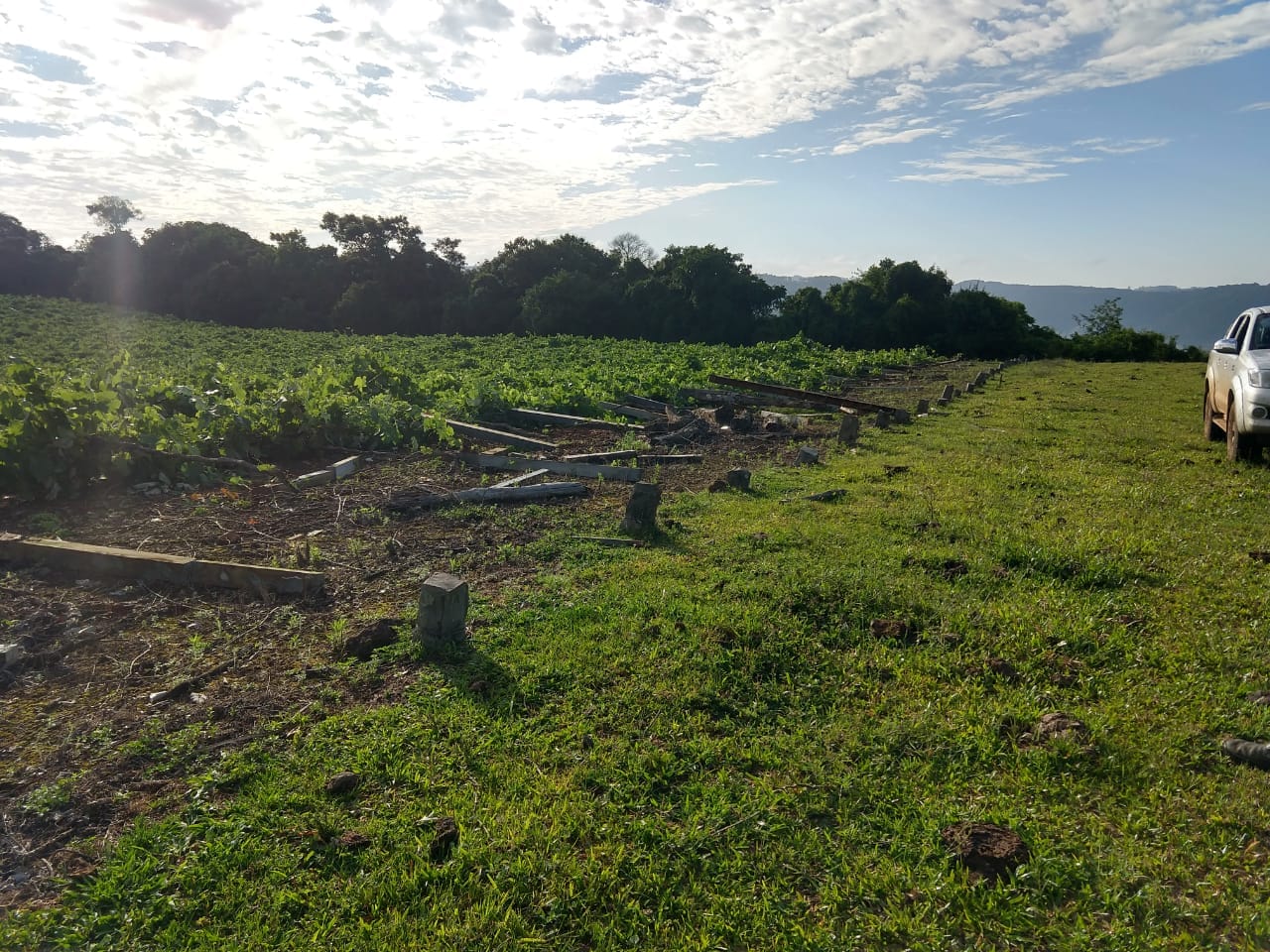 Produtores pedem ajuda para reerguer parreiral na Linha Riachuelo