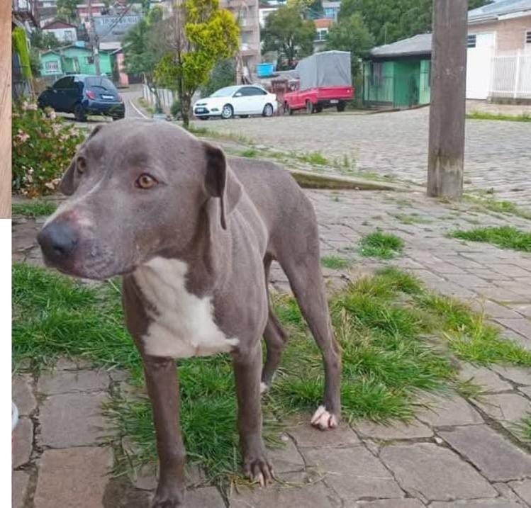 Tutor procura por cachorro desaparecido que pode estar em São Marcos