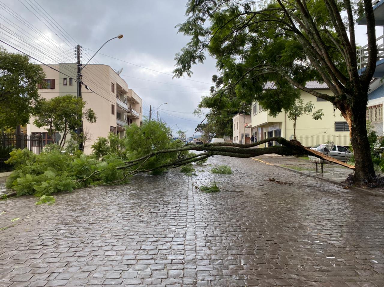 Parte de árvore cai e interrompe o trânsito na Av. Venâncio Aires