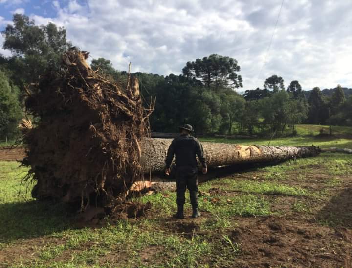 Patram de Vacaria constata crime contra a Flora em Campestre da Serra