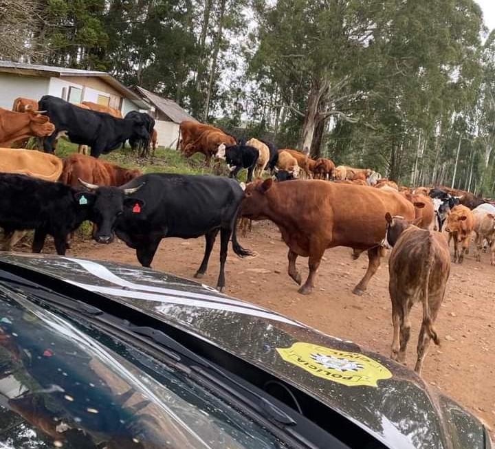 Polícia Civil realiza a 2ª Etapa da Operação a Grande Família, nos Campos de Cima da Serra