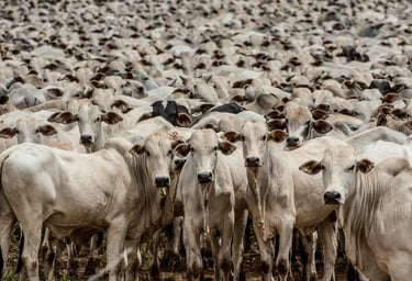 Muito mais boi que gente: rebanho bovino brasileiro bate recorde
