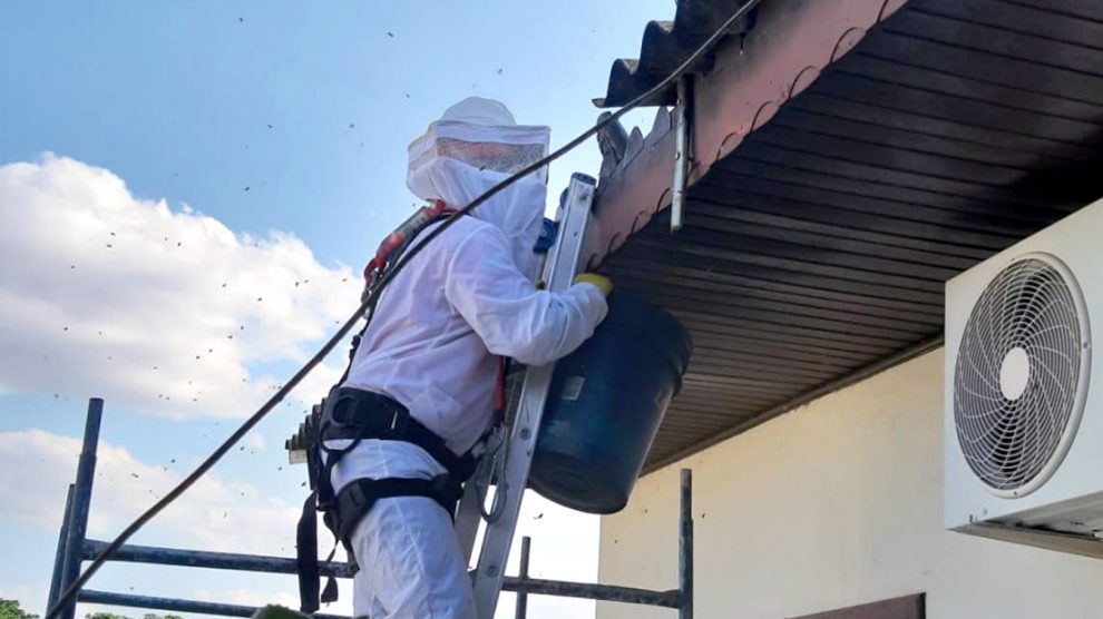 Bombeiros buscam por pessoas aptas a atuar na captura e remoção de abelhas