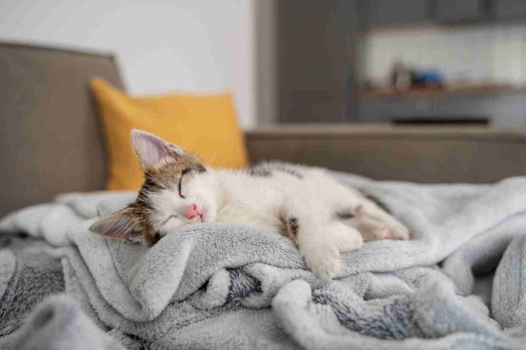 Pets também sentem frio e têm risco maior de doenças durante o inverno