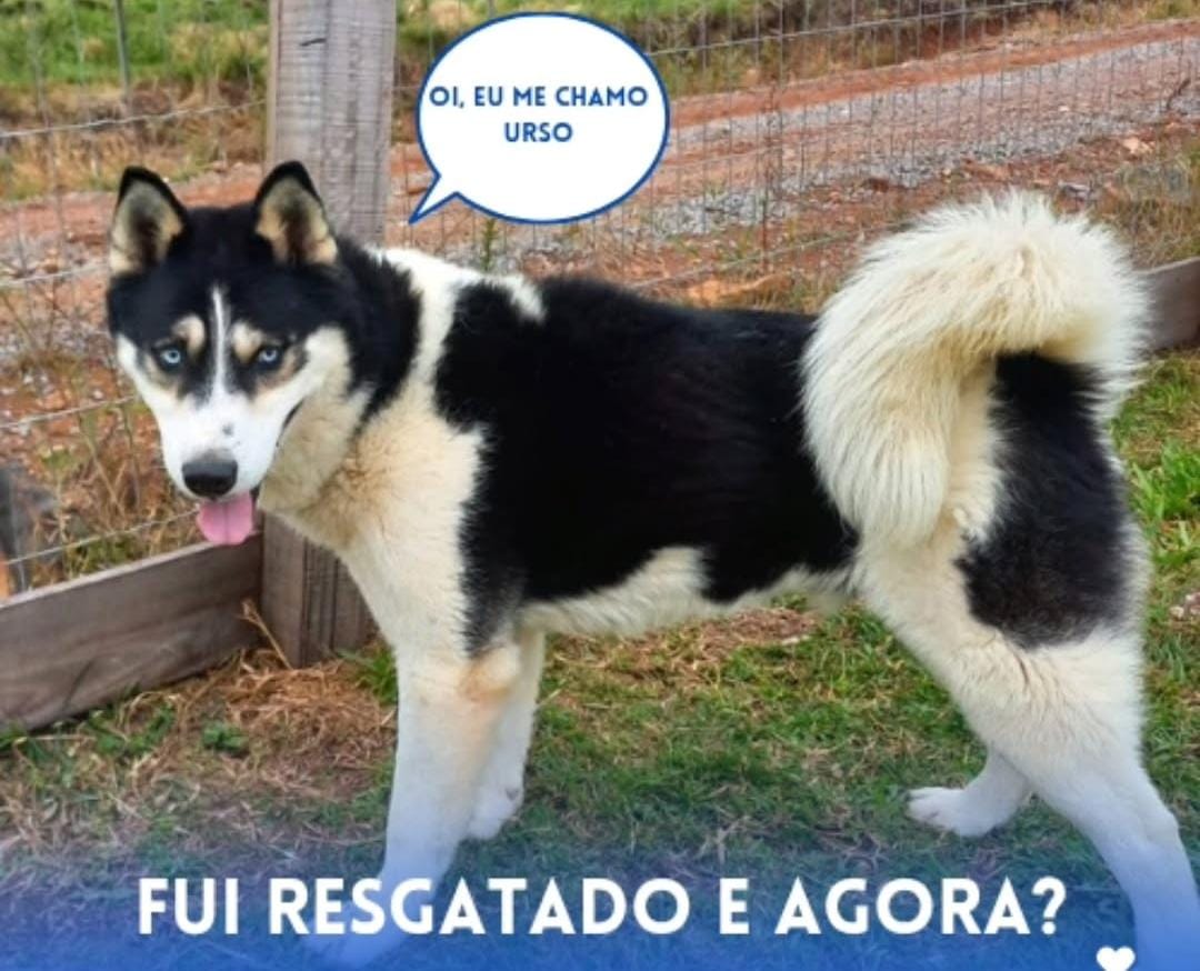 Feira de Adoção em São Marcos busca novos lares para cães resgatados