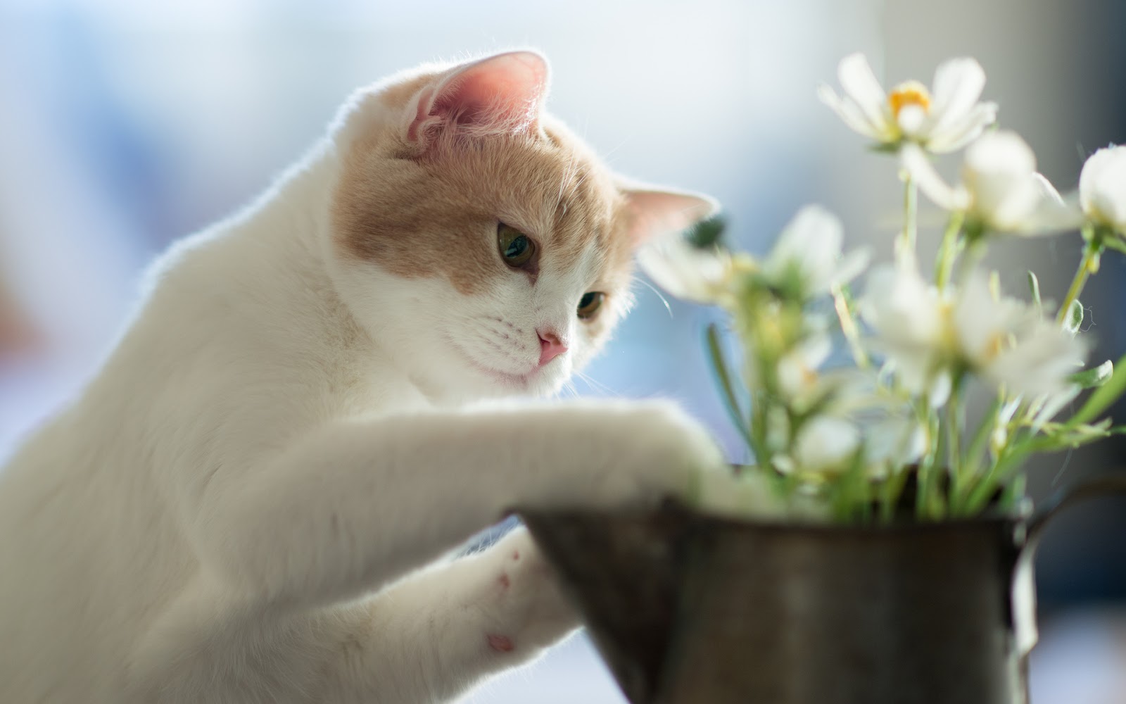 7 super dicas para afastar os gatos das plantas