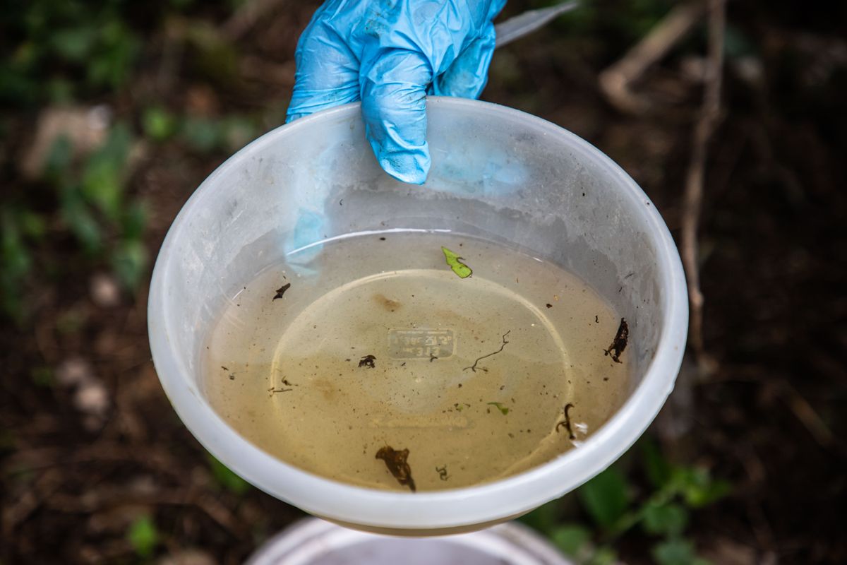 Confirmado primeiro óbito por dengue em Caxias do Sul