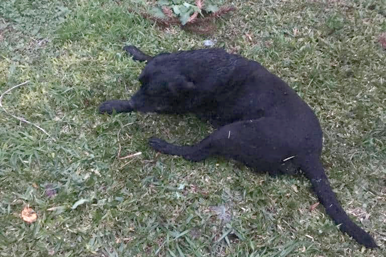 Pelo menos 10 animais foram mortos por envenenamento em Criúva