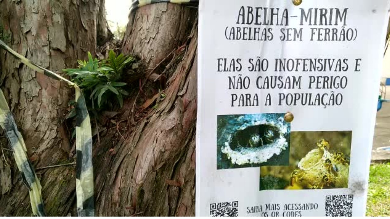 A natureza dá espetáculo na Praça Dante Marcucci