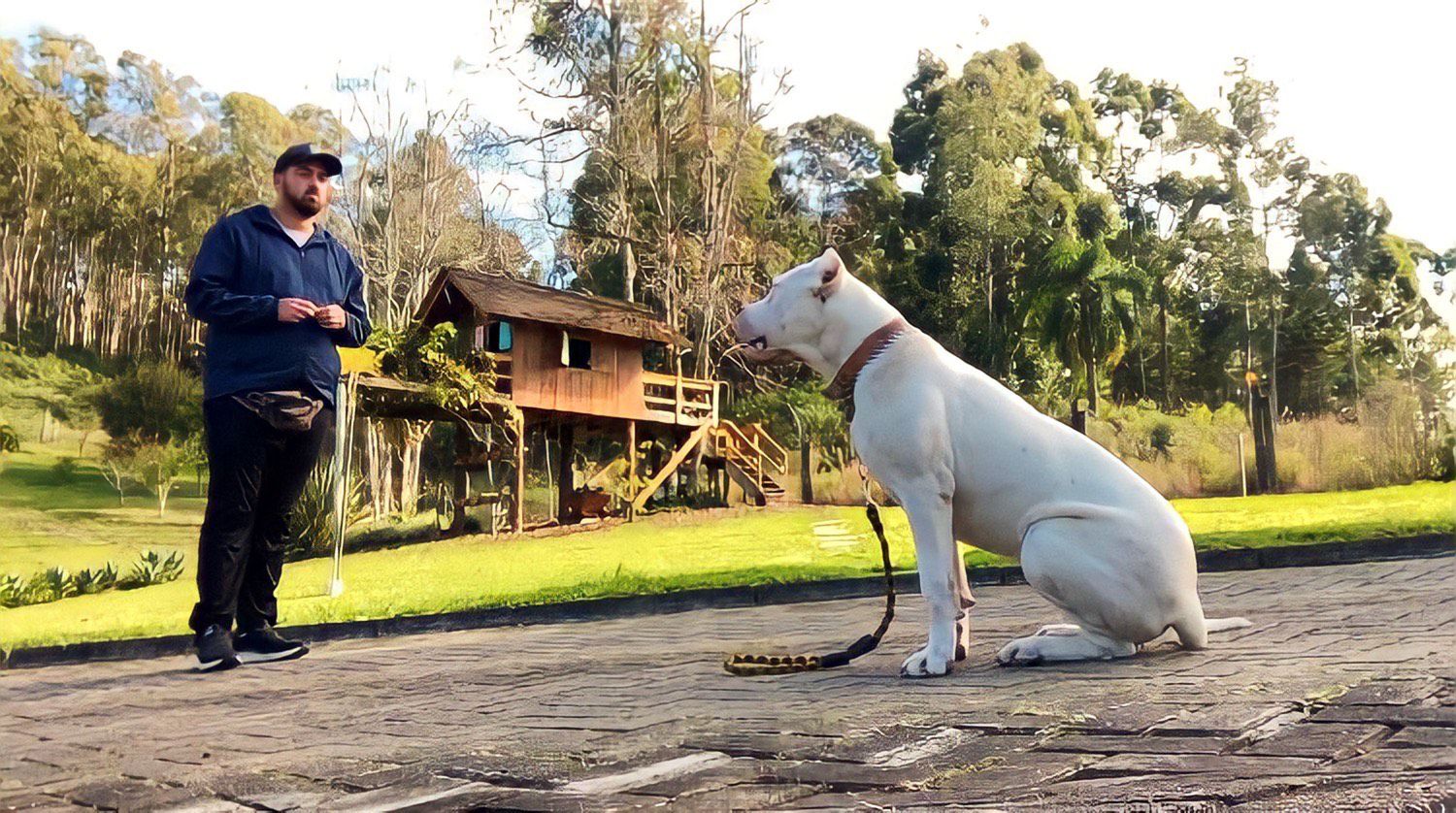 Especialista Augusto Prebianca desvenda a arte do adestramento canino