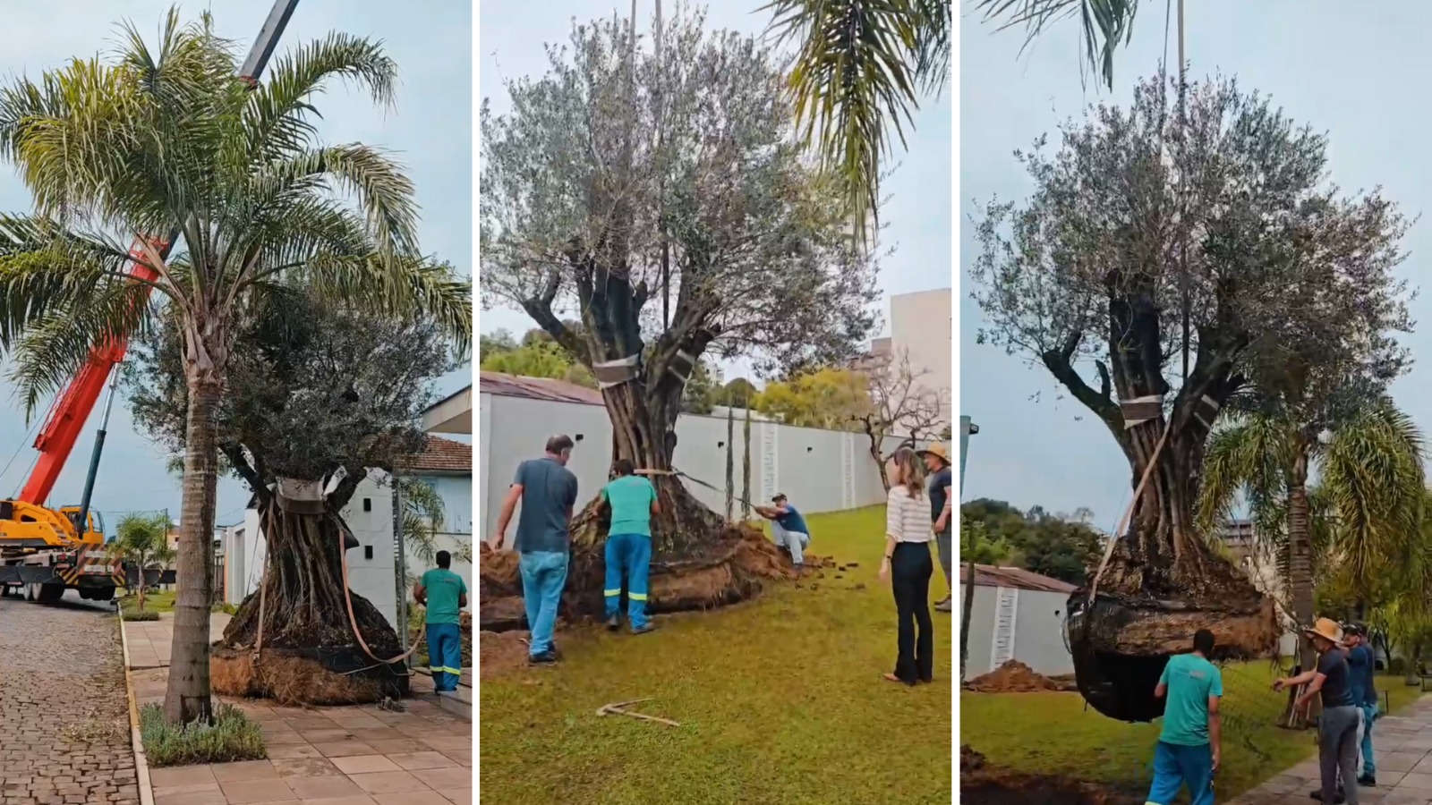 Oliveira de mais de 200 anos foi plantada em São Marcos esta semana