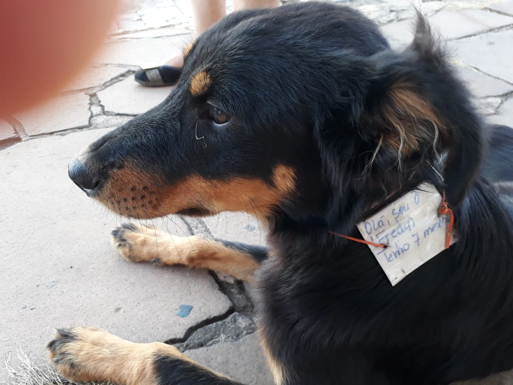 “Olá, sou o Fredy, tenho 7 meses”