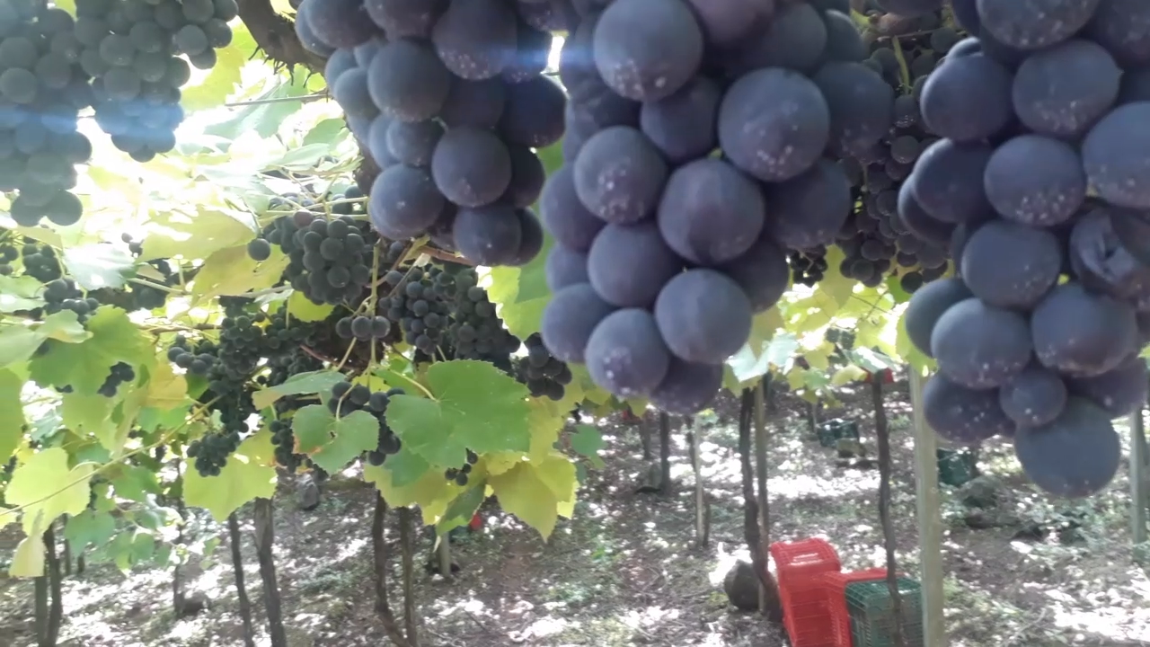 Produtores de vinho e derivados devem fazer duas declarações obrigatórias até agosto