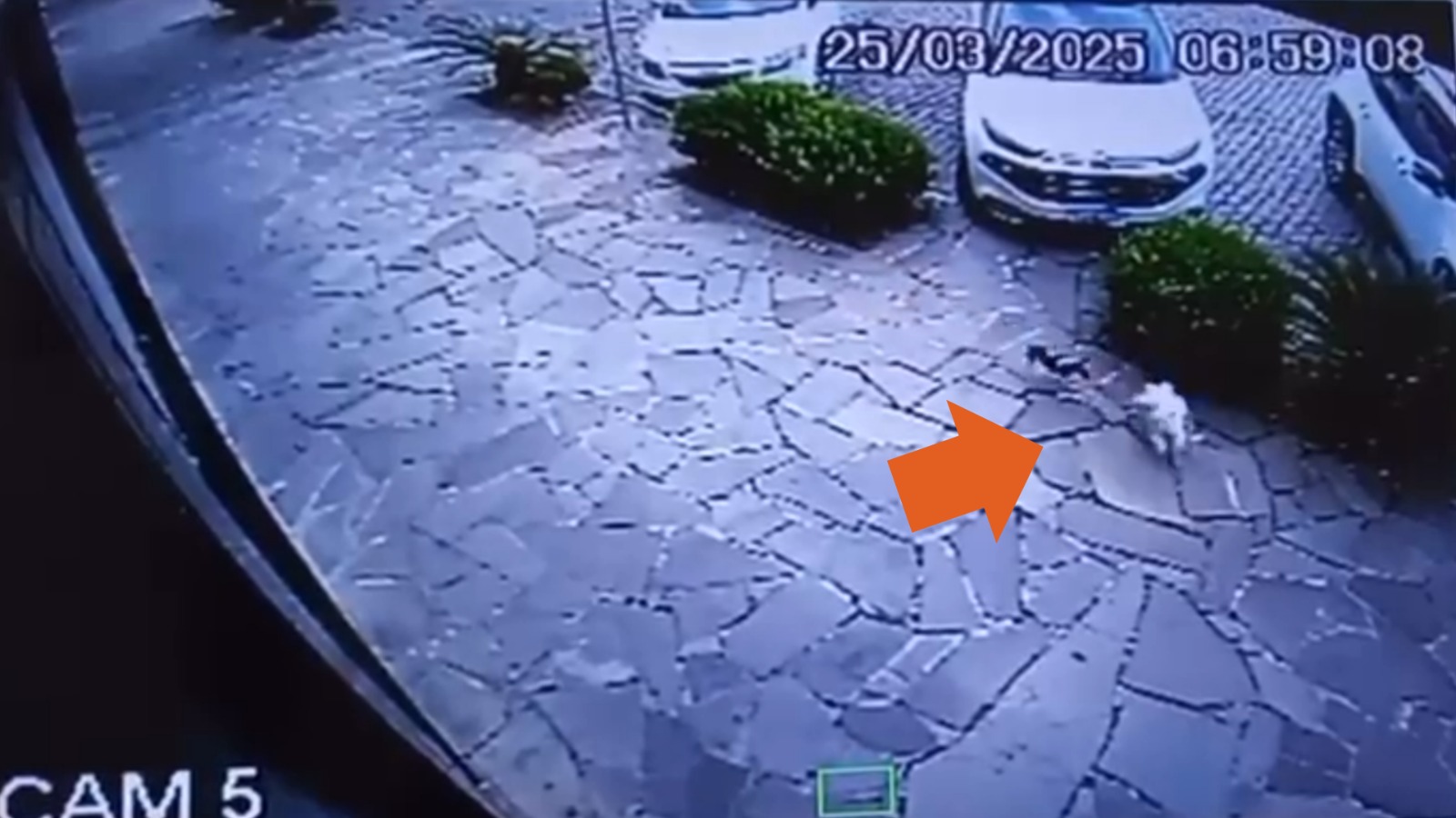 “Não chutei o outro, como dizem; afastei-o com o pé, e ele bateu a cabeça na quina”