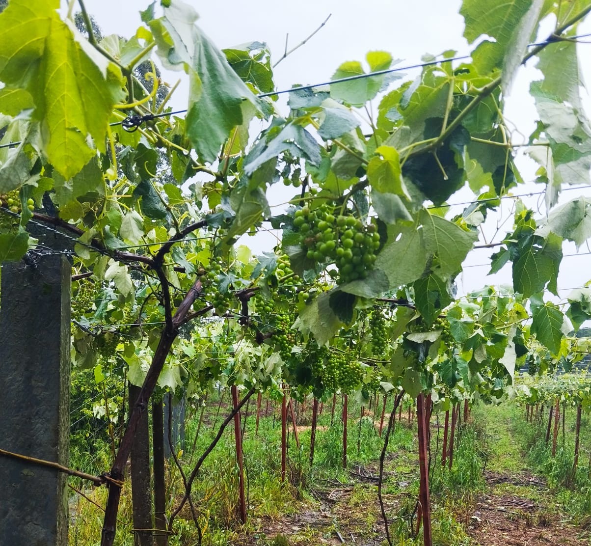 Estragos na agricultura ainda não foram calculados, mas são significativos