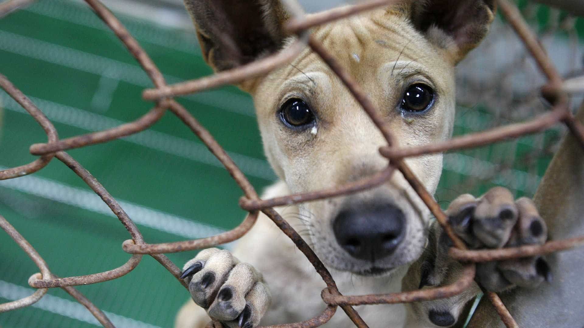 Dezembro Verde alerta sobre maus-tratos e abandono de animais