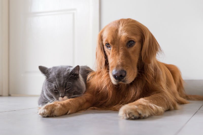 Mitos e verdades sobre a convivência entre gatos e cachorros