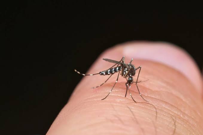 Rio Grande do Sul registra 47ª morte por dengue no ano