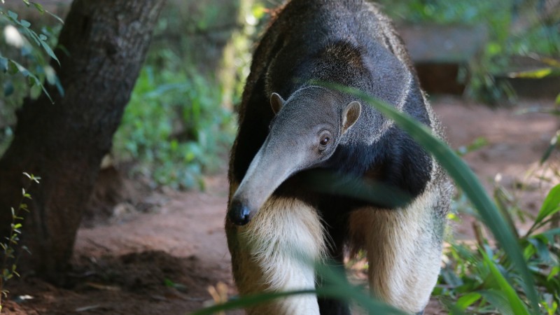 Parque Zoológico de Sapucaia do Sul recebe fêmea de tamanduá-bandeira