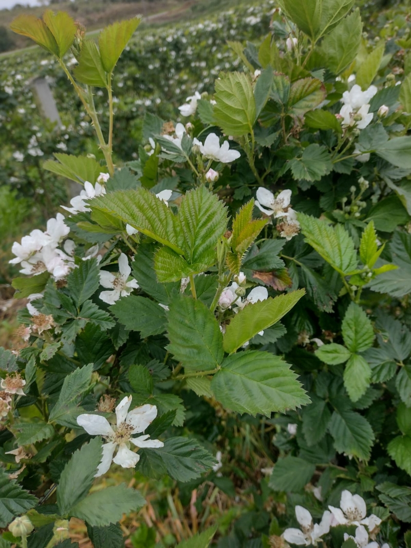 Produtores de Campestre projetam boas perspectivas para a safra de amora