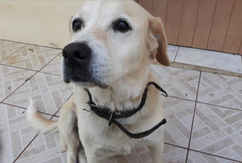 Fêmea da raça Labrador foi morta com dois tiros na Linha Tiradentes