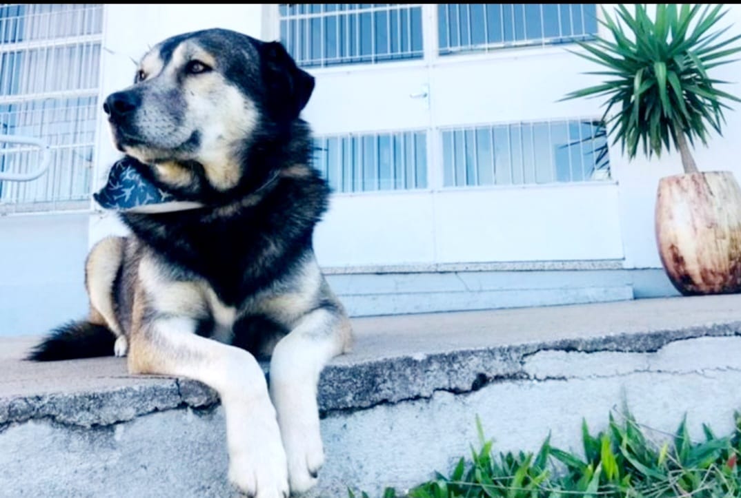 Comunidade escolar lamenta a perda de Robson, amigo leal e mascote da Escola Maranhão