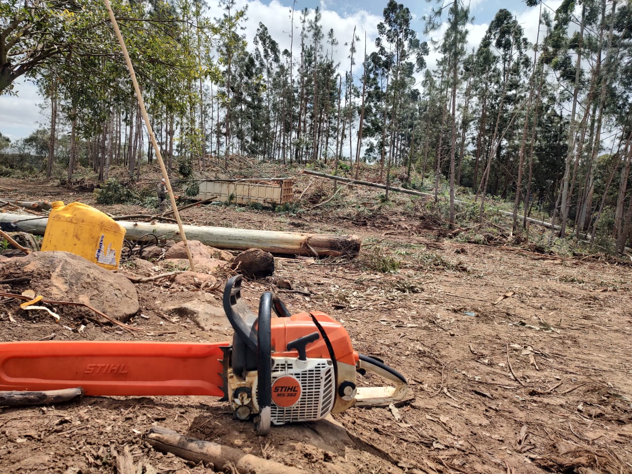 Homem de 54 anos morre ao ser atingido por eucalipto em Campestre
