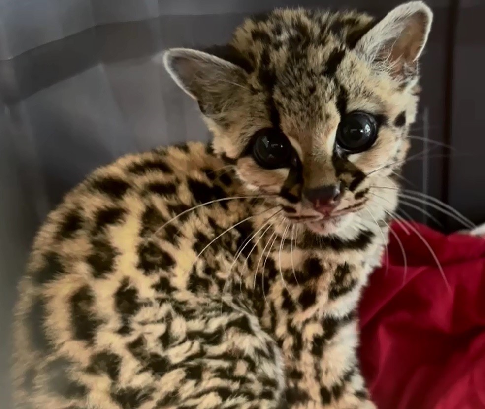 Resgatado em São Marcos, gato-maracajá recebe cuidados no Zoo da UCS