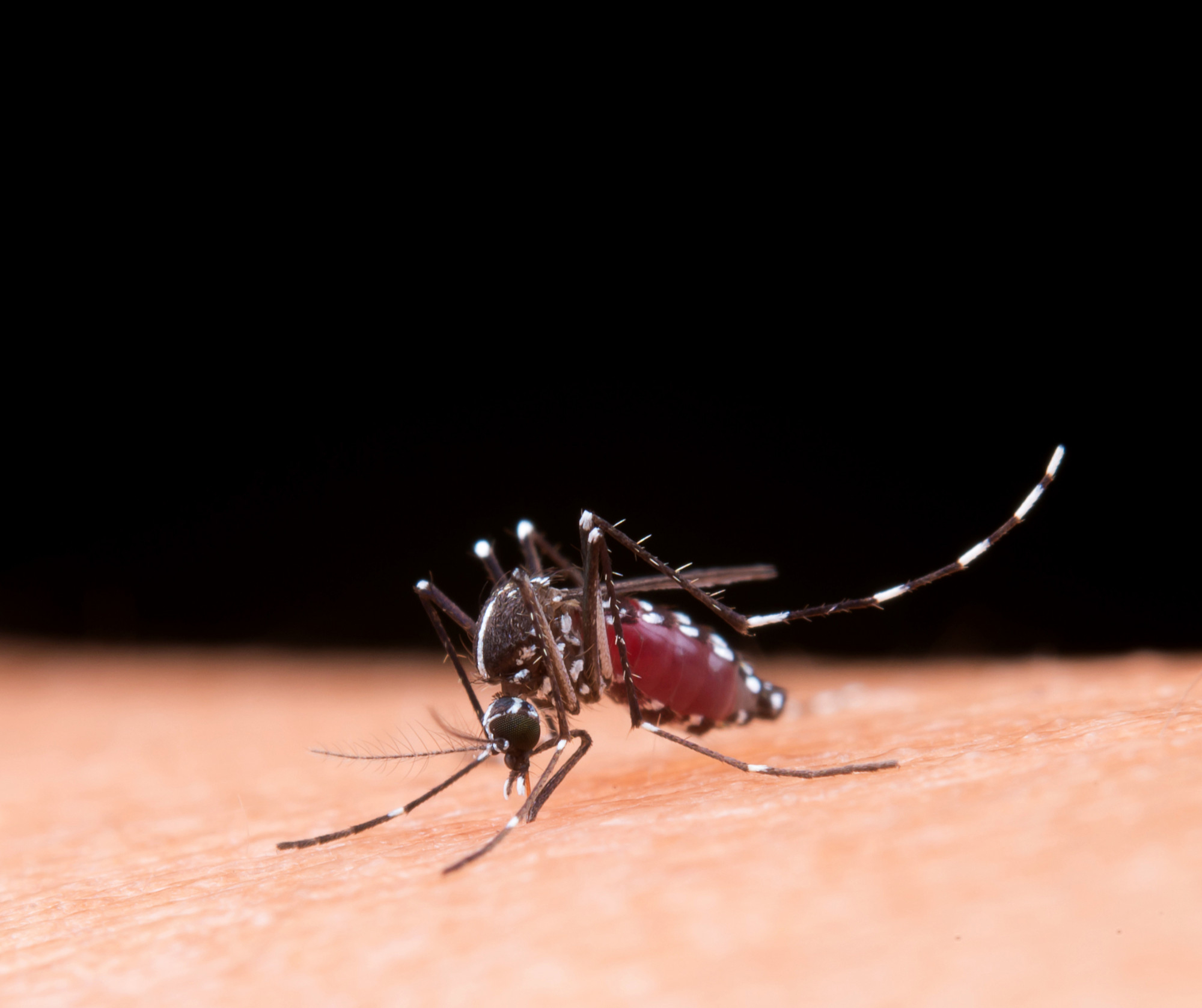 Automedicação em casos de dengue pode até agravar complicações da doença